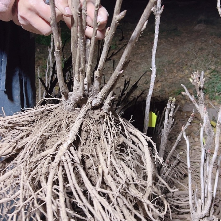 当前无花栽培后可以开花豆绿