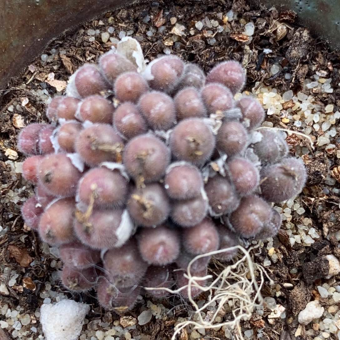 1590史蒂芬尼毛球一群