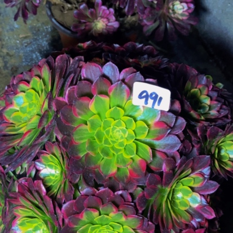 朝霞朵朵多肉植物91多肉不包断