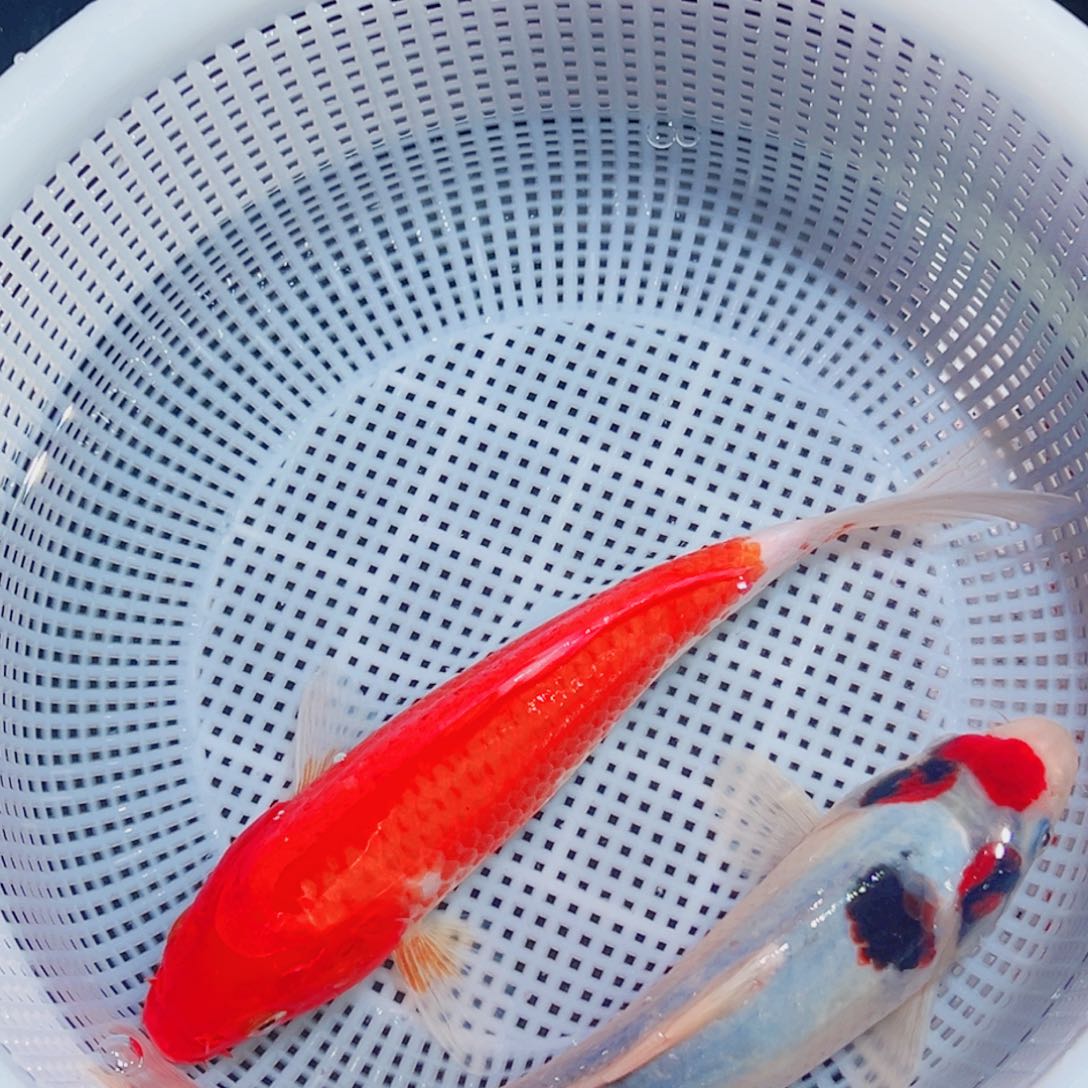 锦鲤锦鲤观赏鱼1111