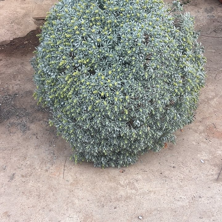 九***州无花朵哈哈哈哈哈哈