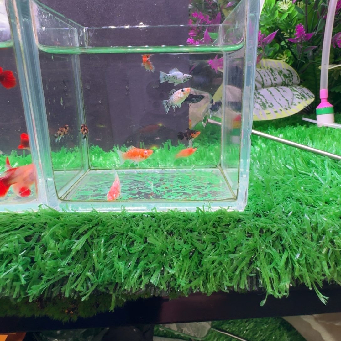 海水鱼多乐玛丽苗8条呗