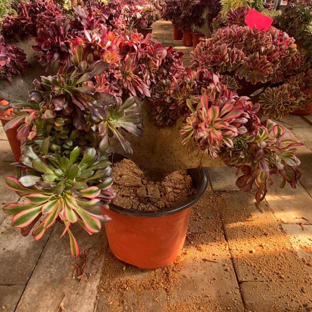 鹤***宝无花朵香奈儿缀化