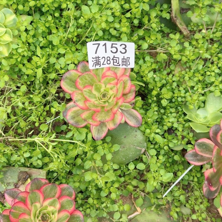 G.  7153玫瑰锦多肉