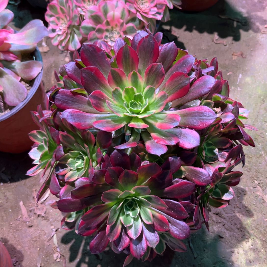 多肉植物安娜887