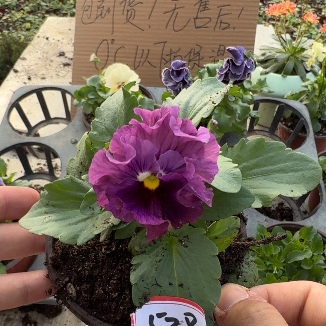 大部分花苞少量开放538