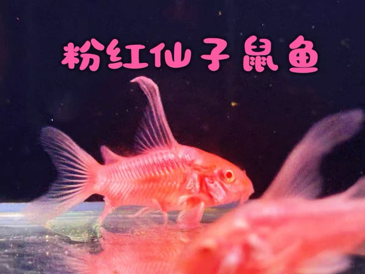 粉鼠 淡水观赏鱼好养耐活