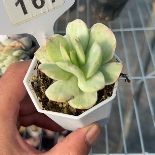 157碧桃锦一物一拍多肉