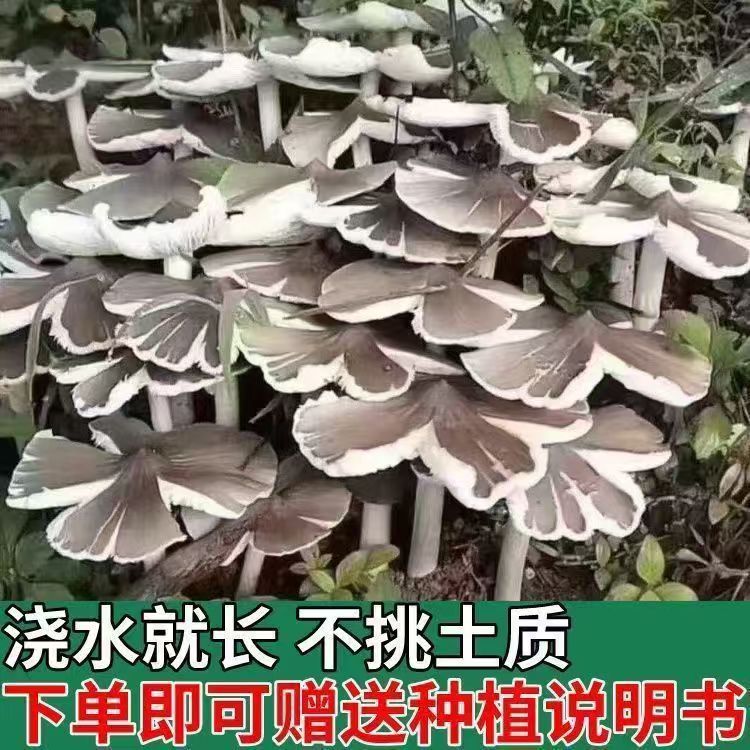 2025年新鲜鸡枞菌种种子云南人工鸡枞菌菌种可室内室外阳台盆栽