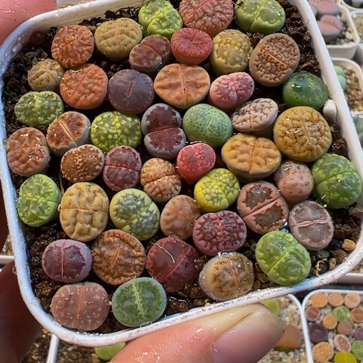 722多肉植物种类多样