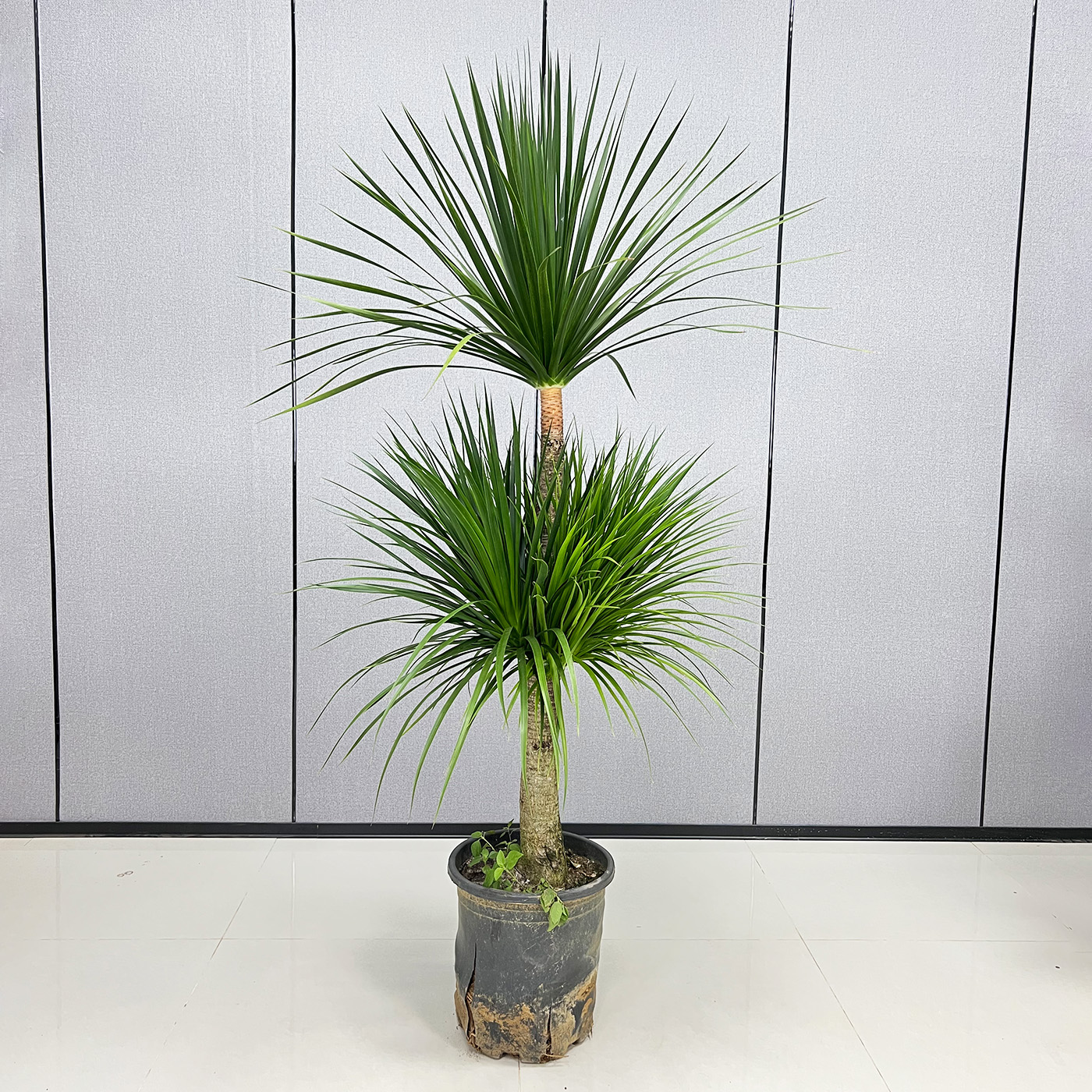 黑珍珠龙血树大型绿植苗木