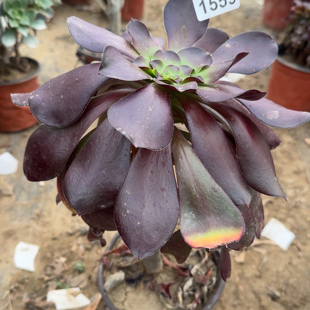 巫毒多肉1559满28包邮断枝不包