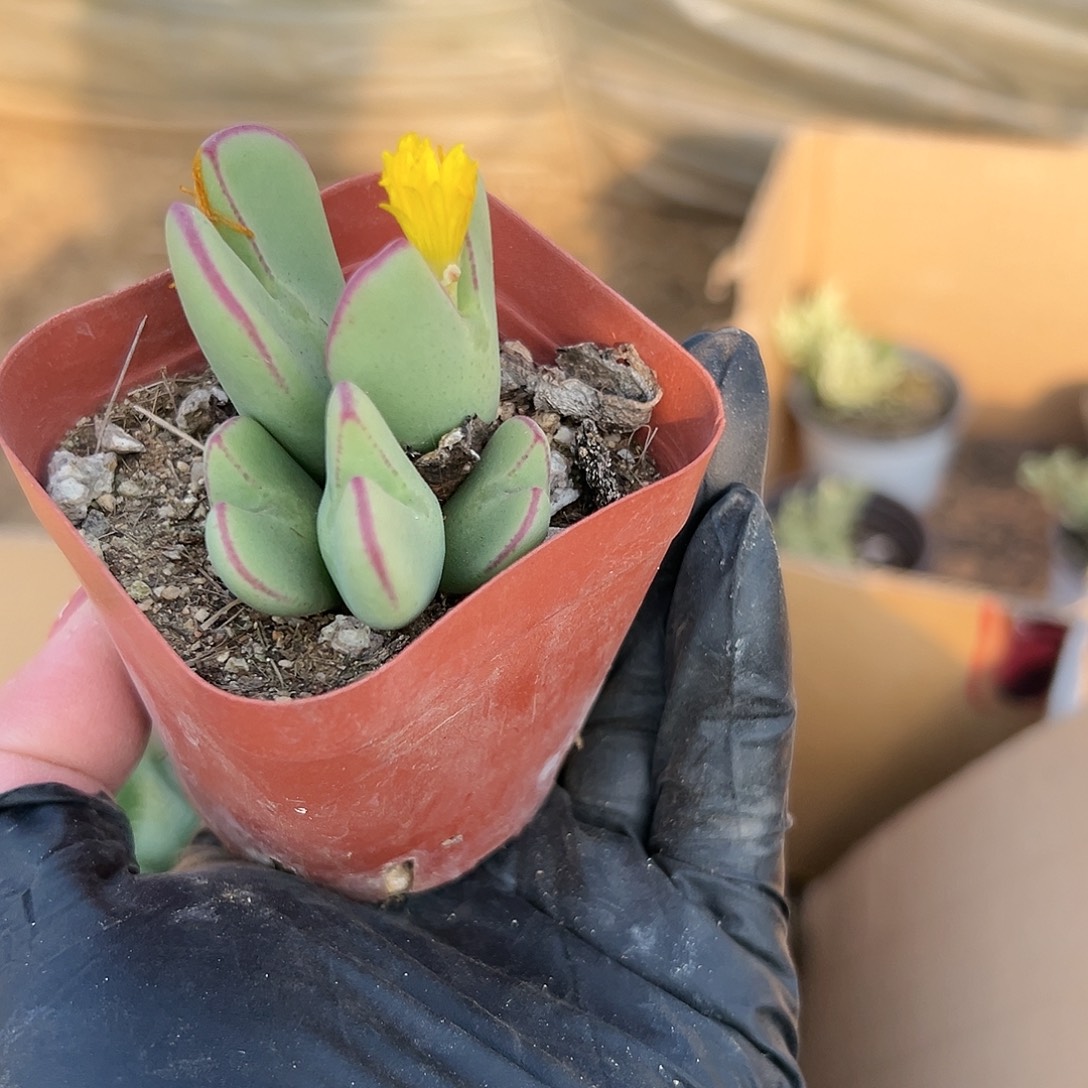 多肉植物多肉植物