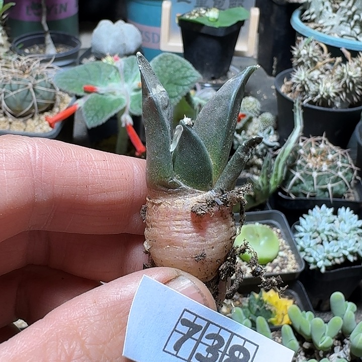 738岩牡丹实生脱土发货