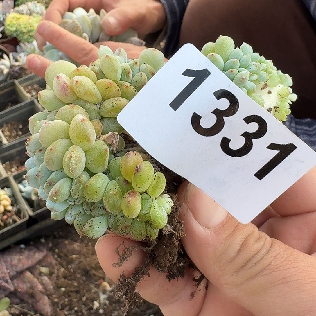 阳*?15666666666666666