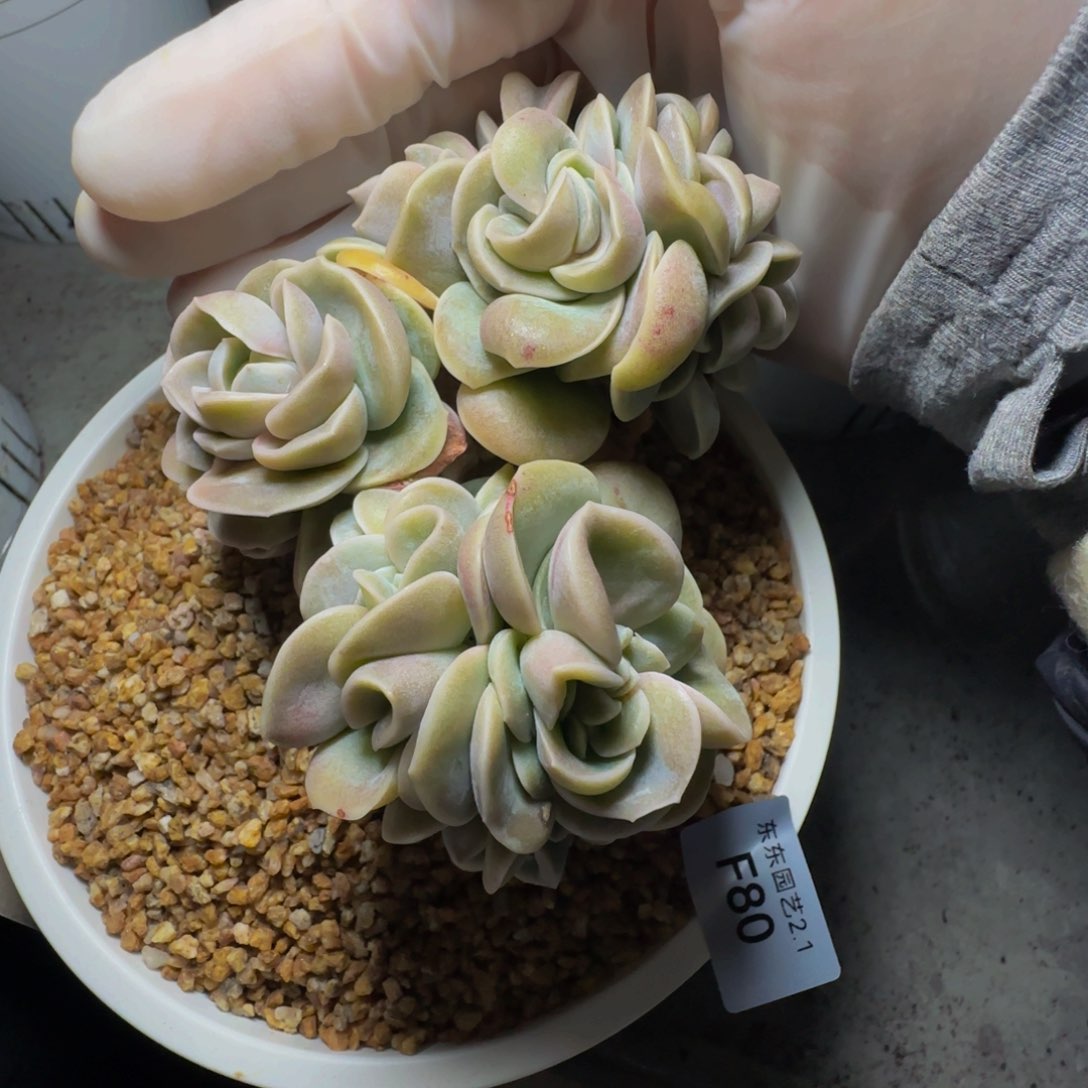 f f f f f f f f f 80