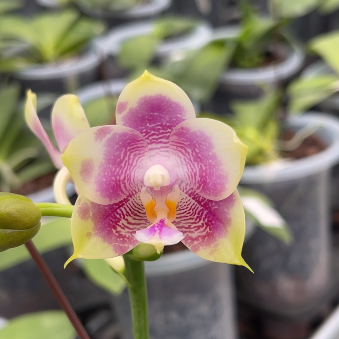 完全开放1502 s7寸弥陀amm56 一物一拍