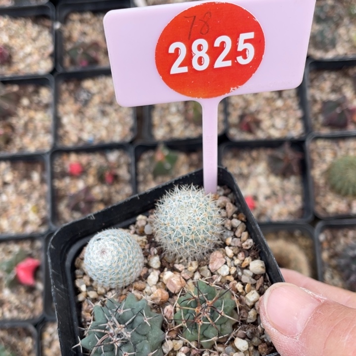 x***兽实生仙人球2825000000