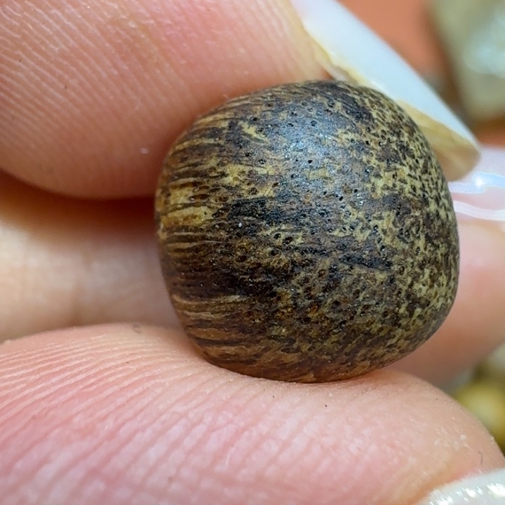 大叶紫檀（黑酸枝木类）