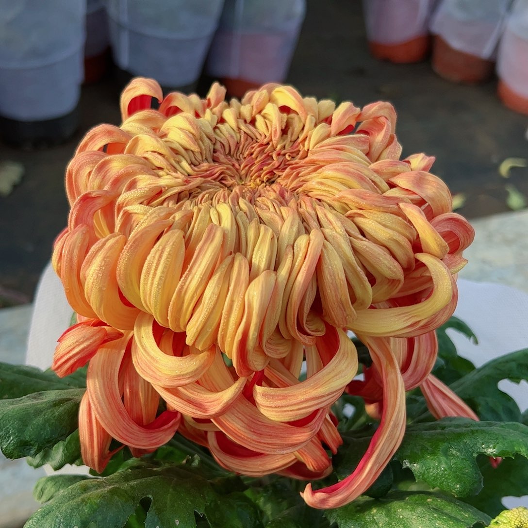 完全开放独本太平