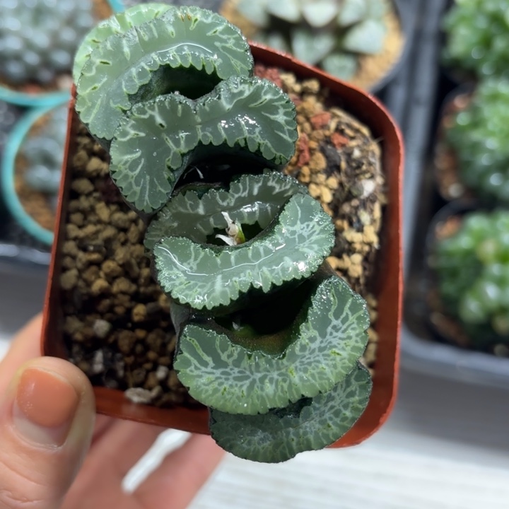 母本巨凤多肉植物