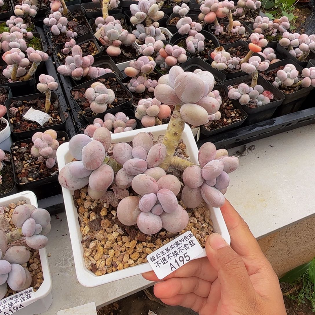 195橙奶多肉肉9cm