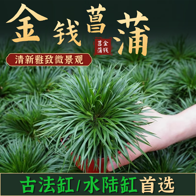 金钱菖蒲水草微型盆景古法缸鱼缸造景专用真绿植水培小盆栽黄菖蒲