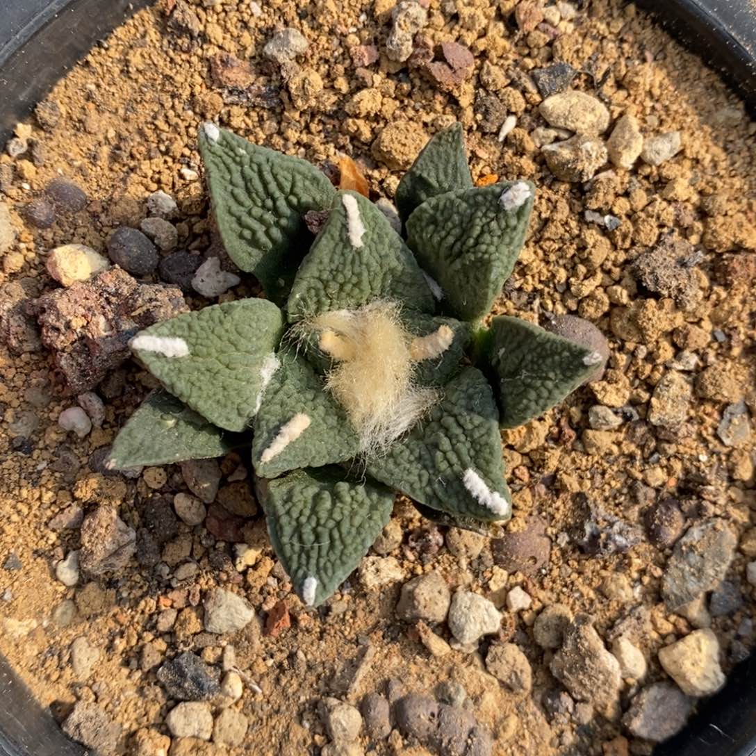 实生无中筋大尤黑福利福利