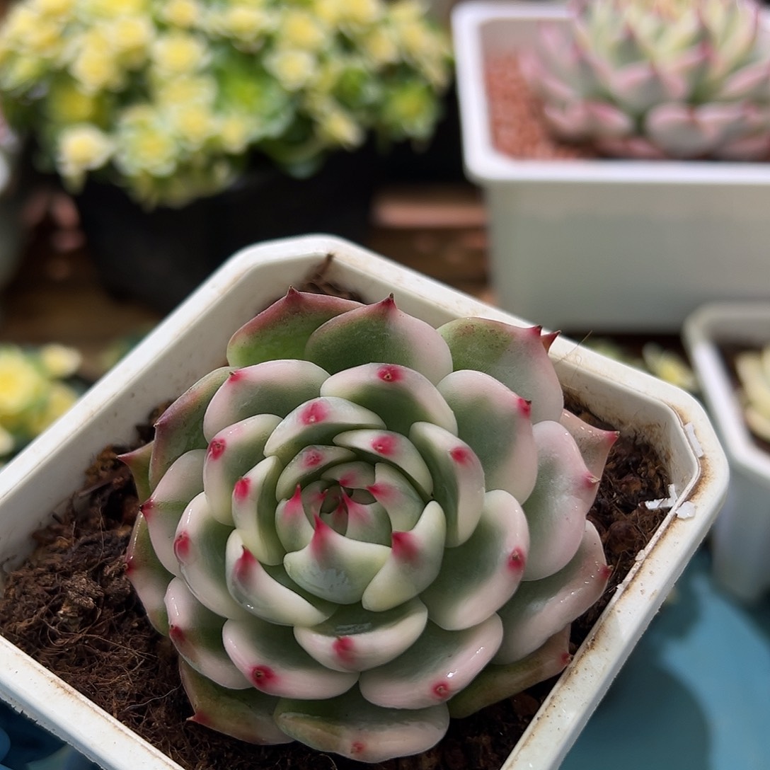 吉娃娃锦双头，覆轮头加全锦头