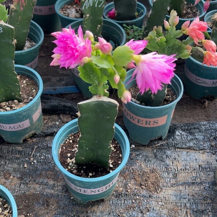 用***665号047紫色重瓣，6668