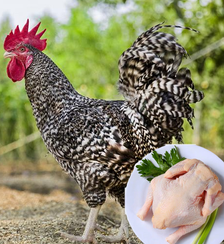 正宗汶上县原种黑芦花鸡，整鸡肉质细腻嫩滑有嚼劲，林下散养，生鲜