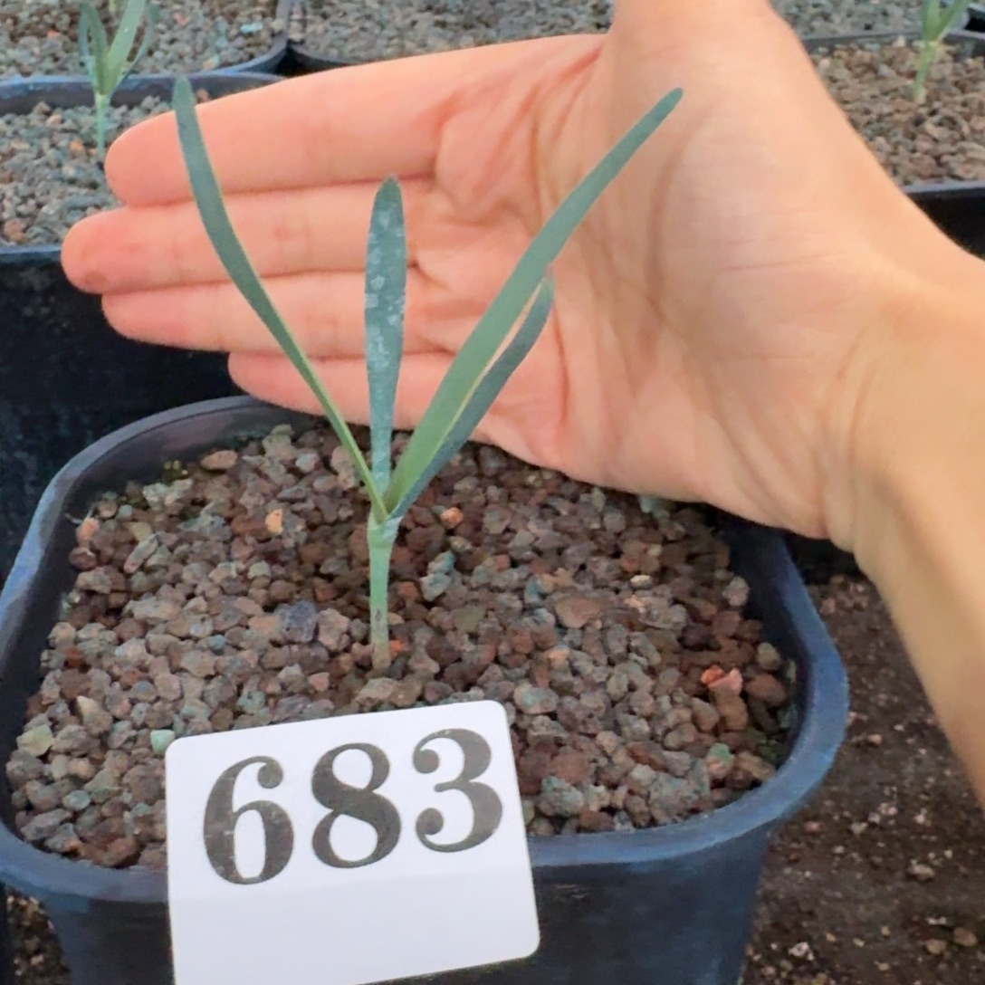 ○***○百岁兰一物一拍多肉植物