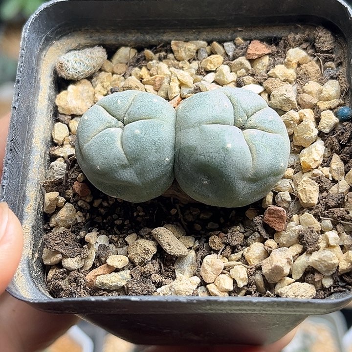 海鲜实生球一颗一物一拍