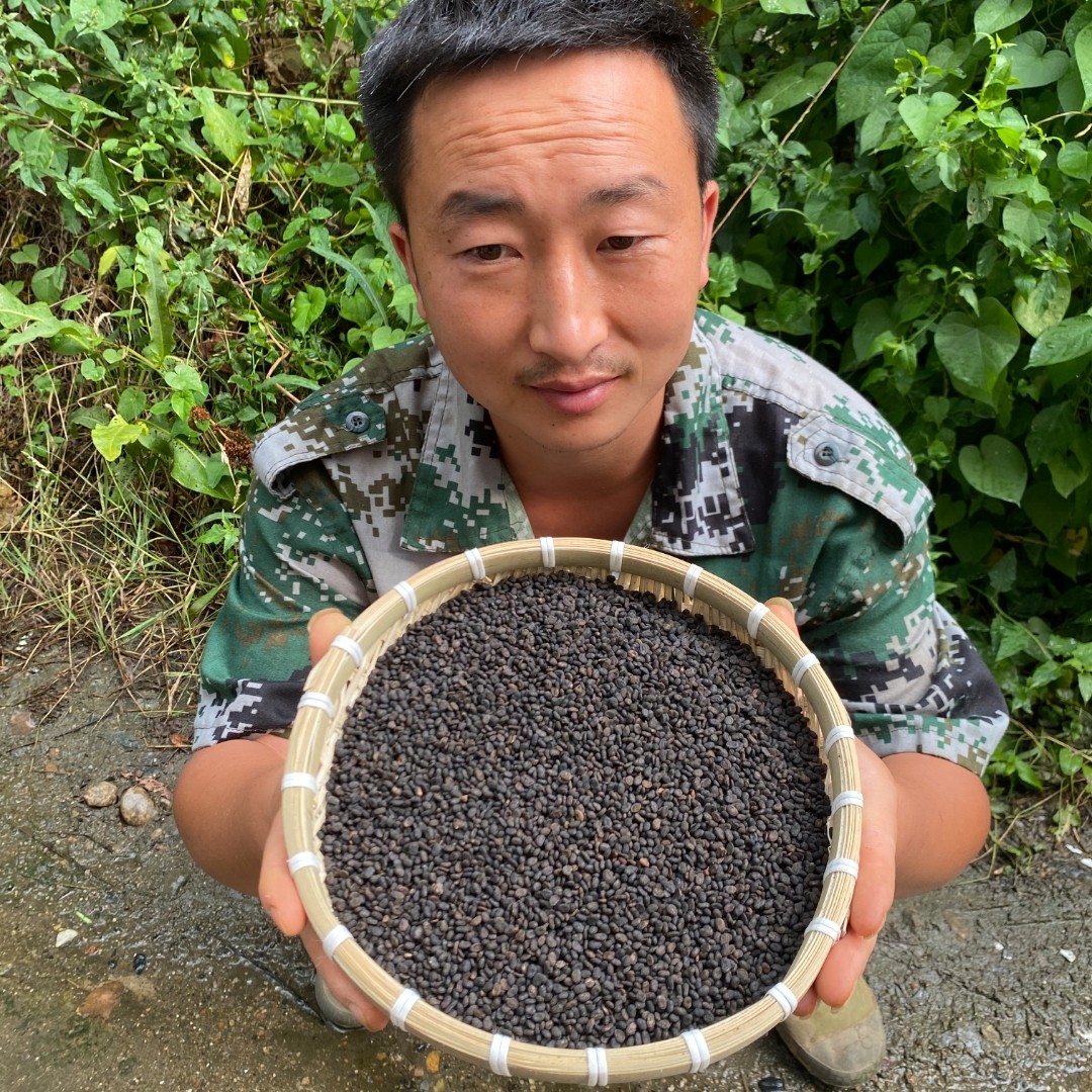 补骨脂 云南正宗补骨脂 生的补骨脂味道浓郁包邮