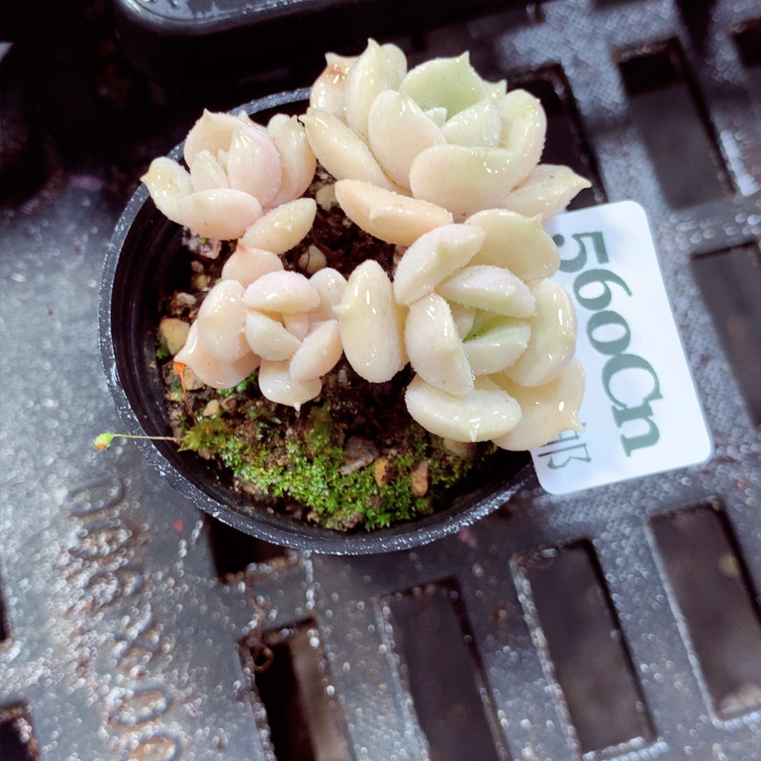 5厘米盆精控多肉560