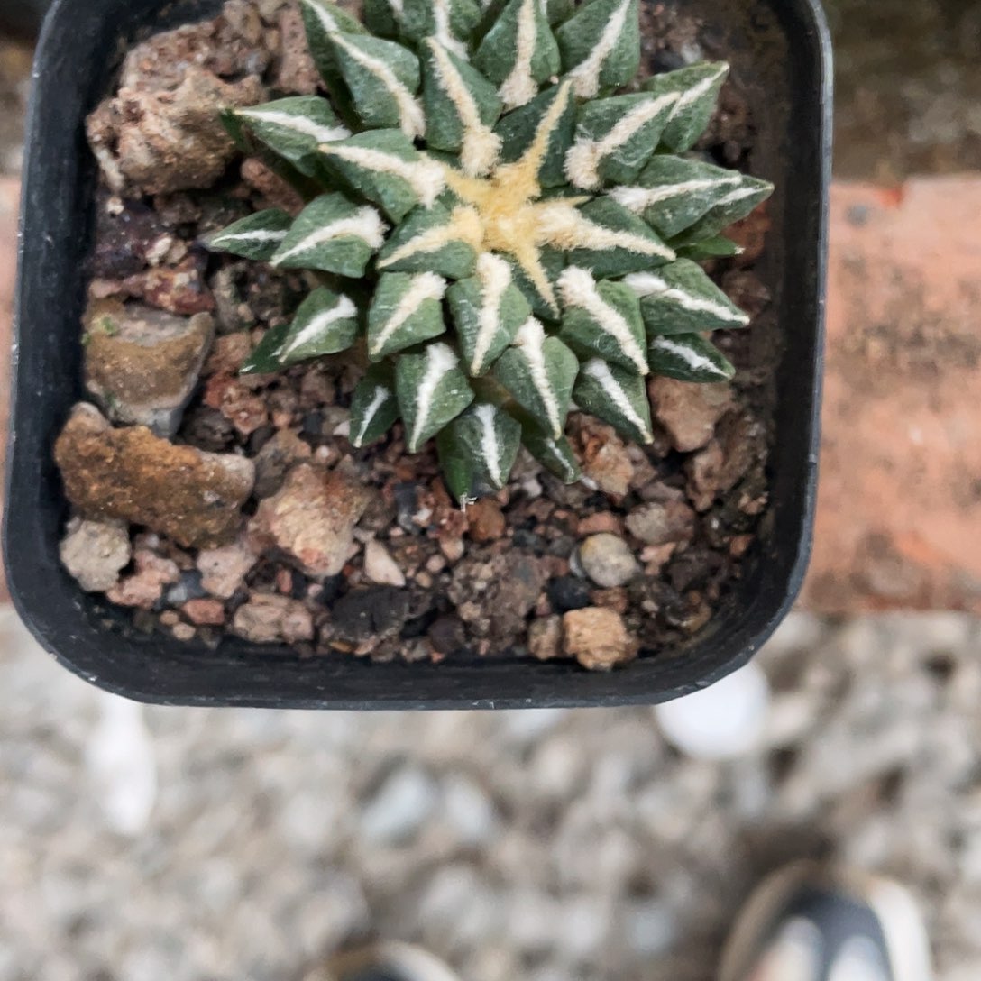 玛***卡无花朵特价岩牡丹