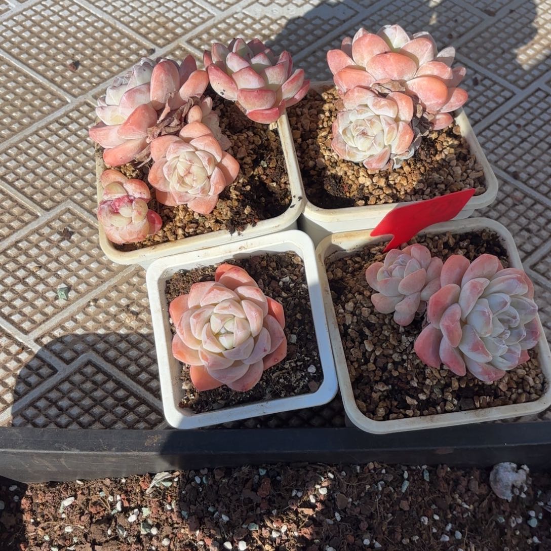 ୧****猪姐的花痘发回去