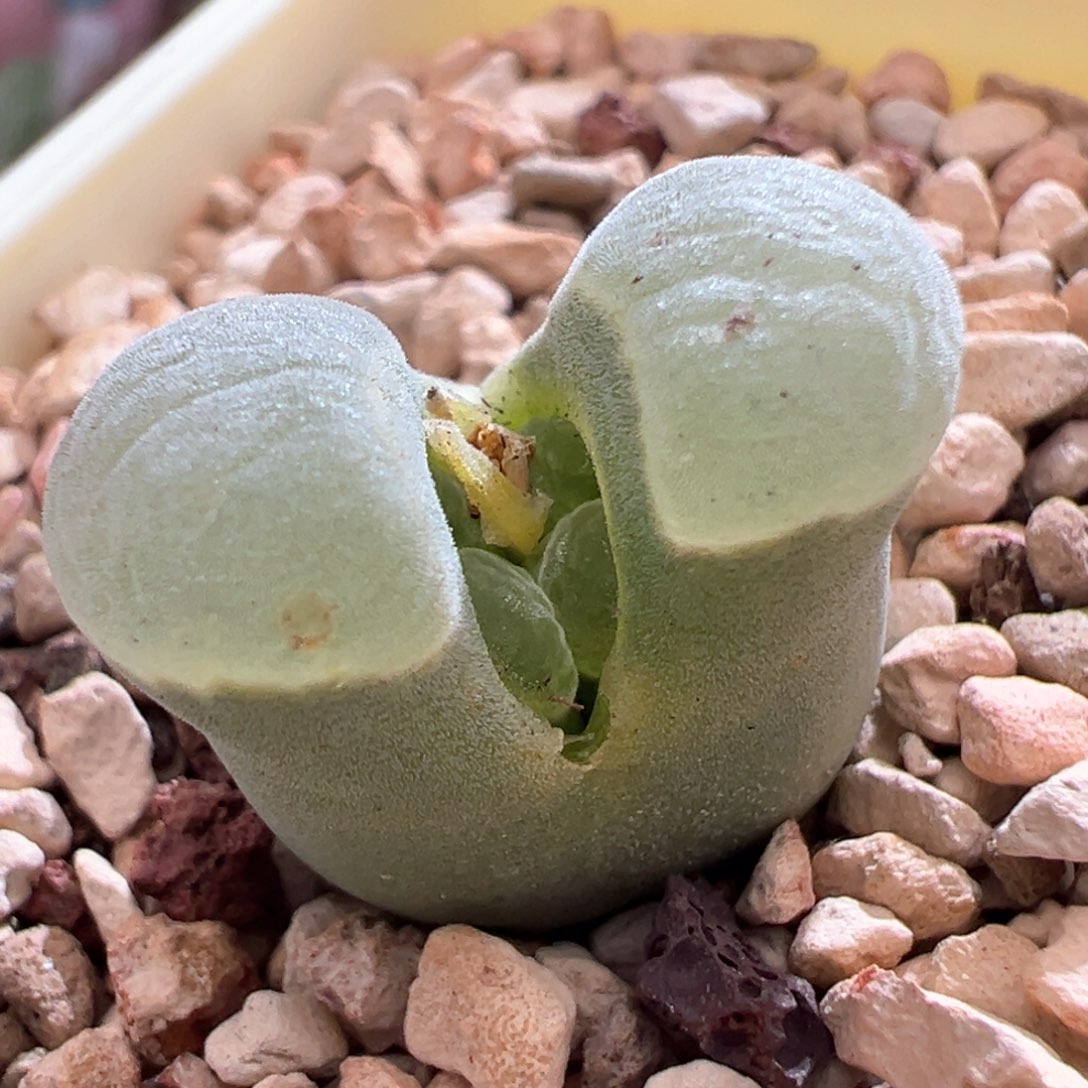 693。青蛙2151大母本。内双头