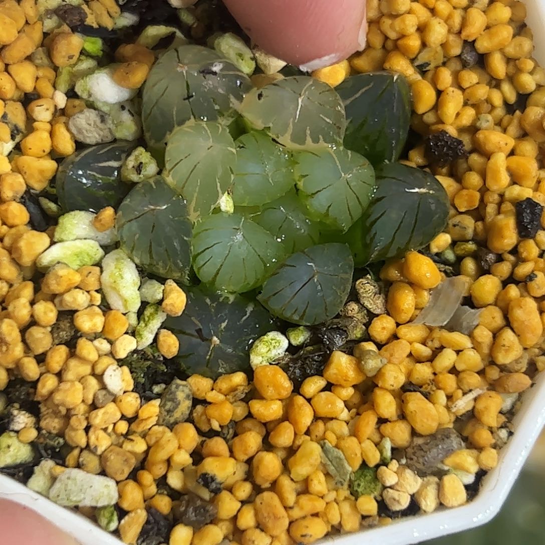 霓虹灯锦十二卷多肉植物