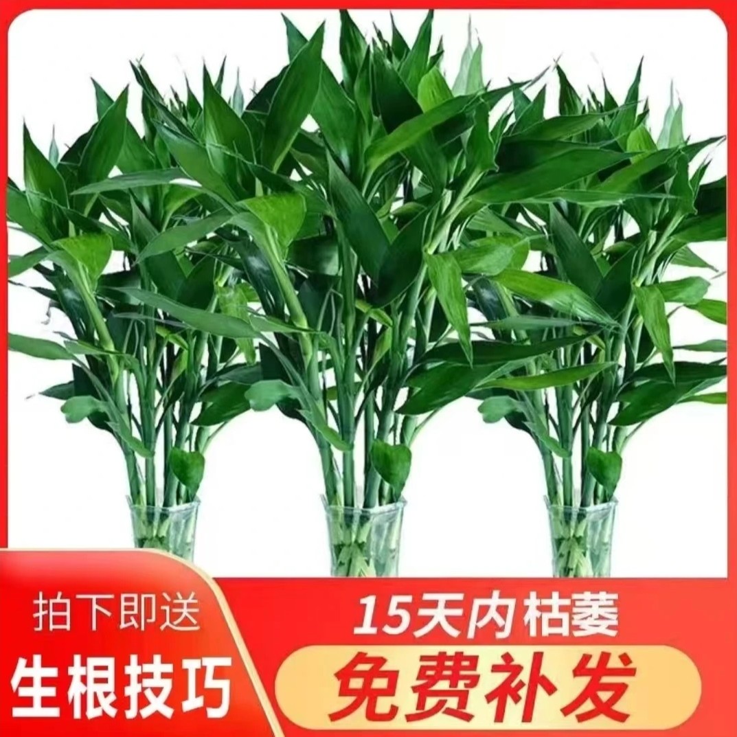 【精品】70-80公分水养客厅水培粗枝盆栽室内富贵竹粗竹好养耐活