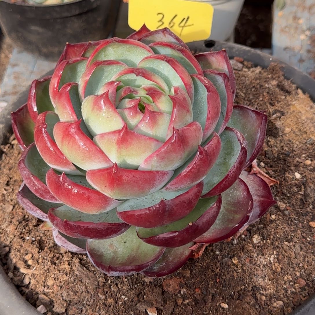 惊鸿一物一拍包装收缩花旱364