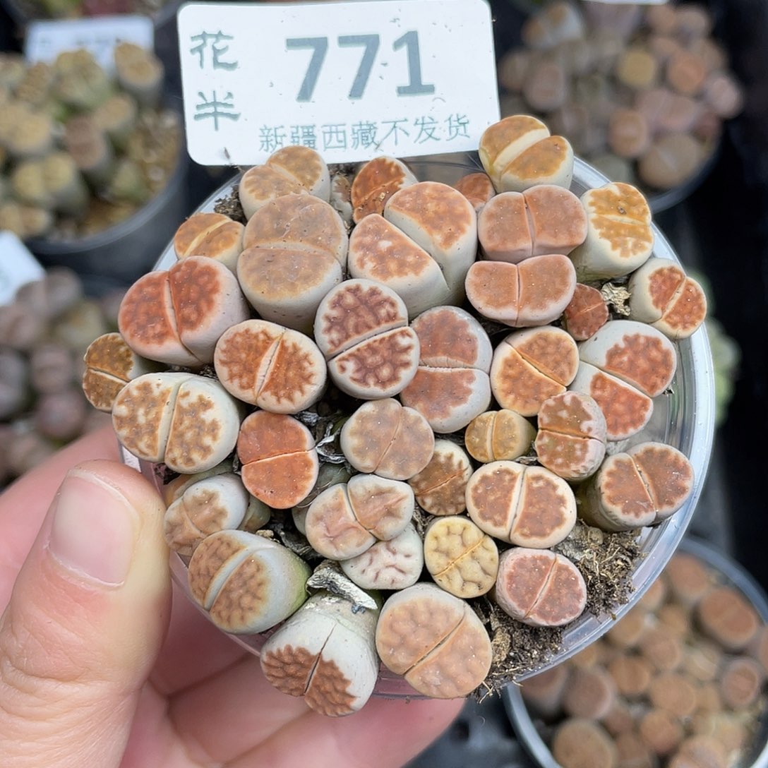 77100000花花花花花