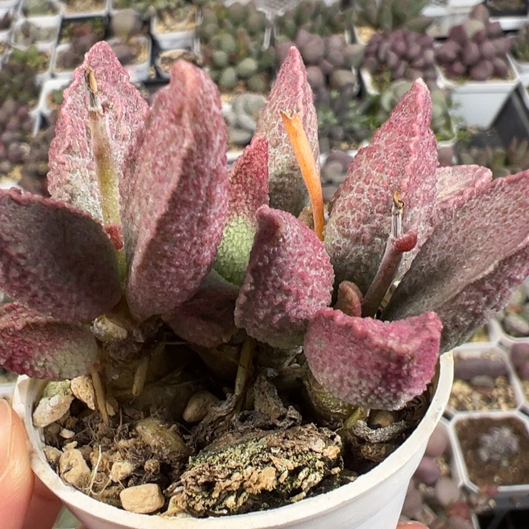 粉红猪肝多肉植物水泡