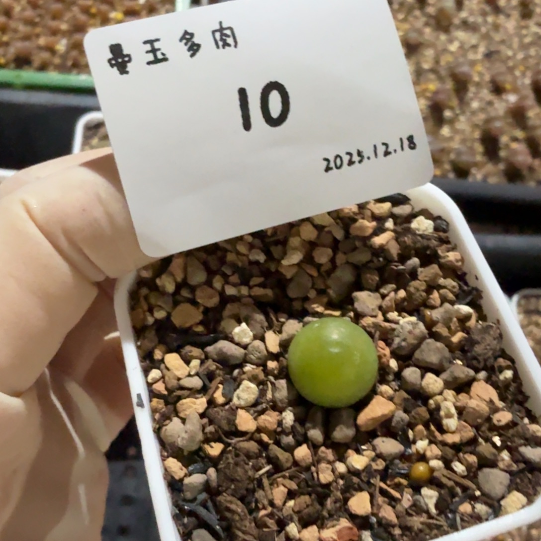*****多肉多肉多肉12.18-010