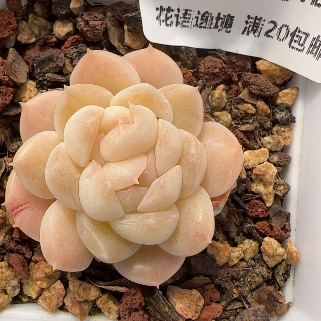 花语逸境0212-236