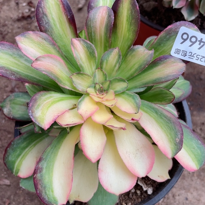 466绍七多肉彩拉丝