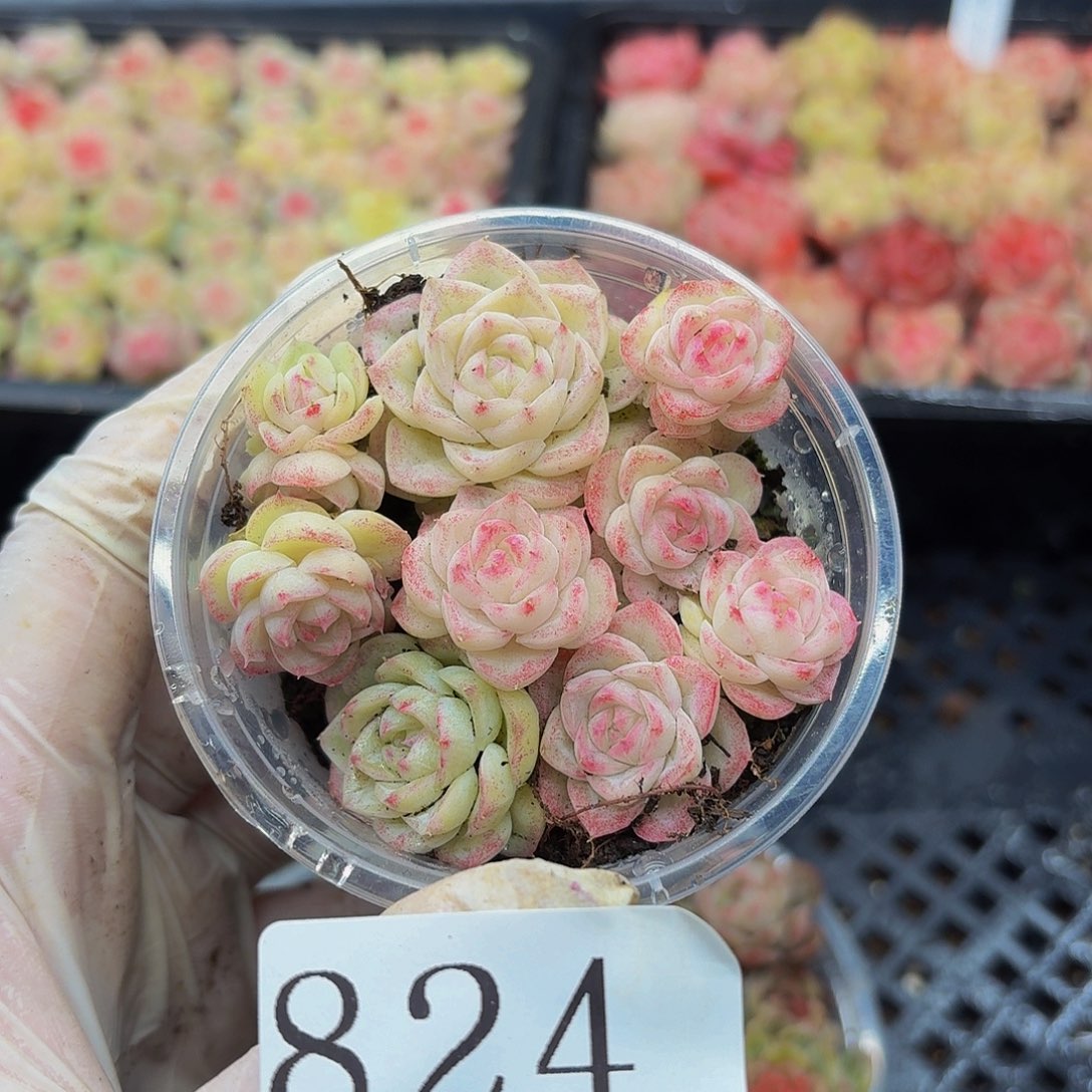 多肉植物多肉植物824