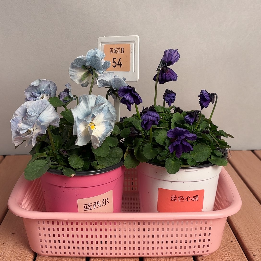 大部分开放少量花苞54