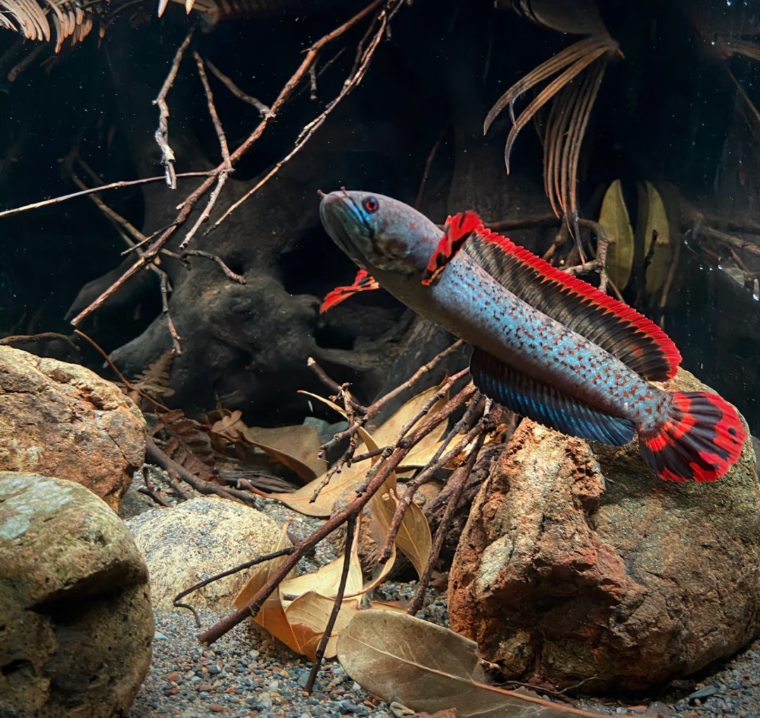  【直播间专拍】一鱼一价雷龙鱼专拍私拍发一张训鱼卡片