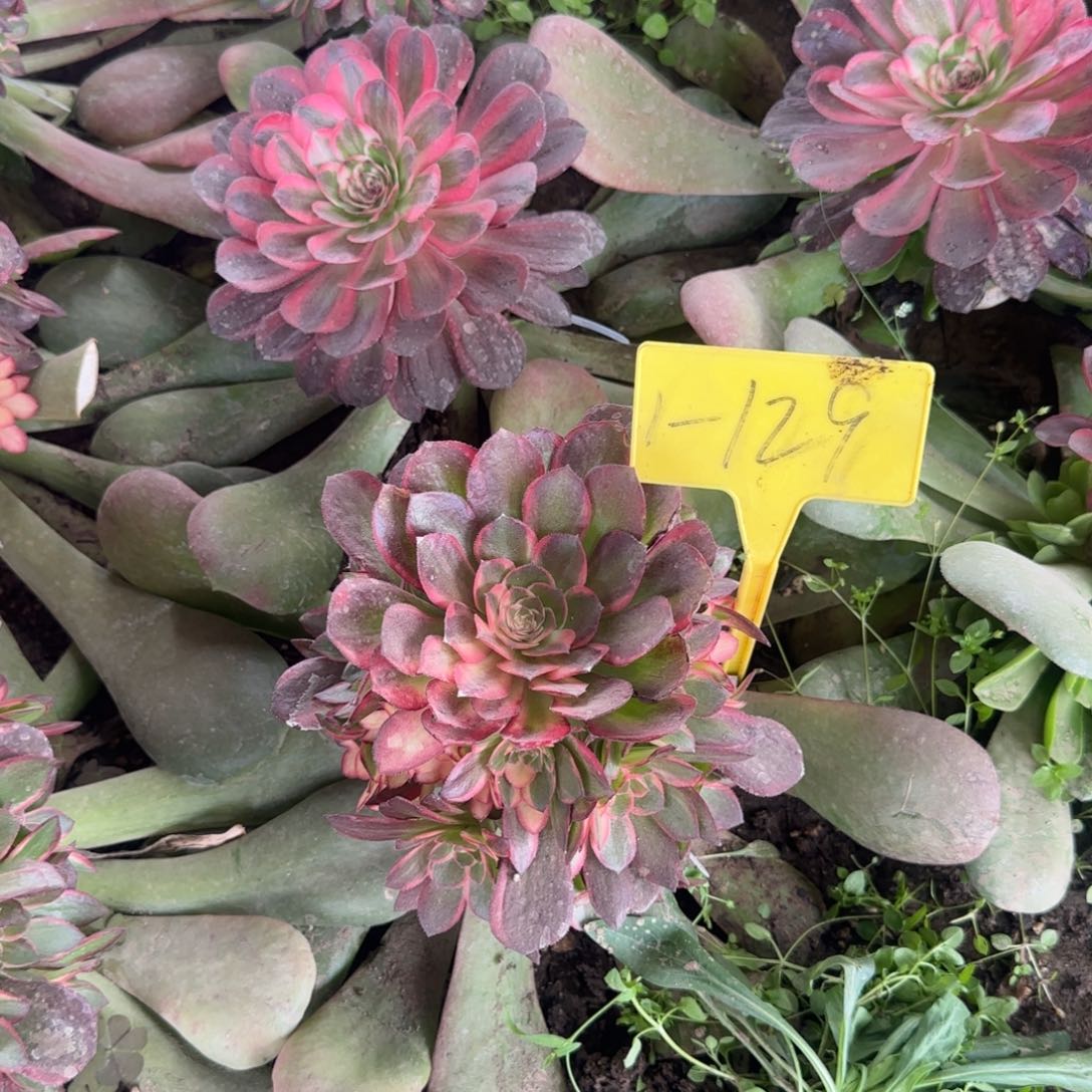 1-129---多头多肉植物黑魔锦